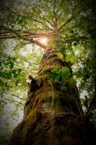 Tall mossy tree looking up